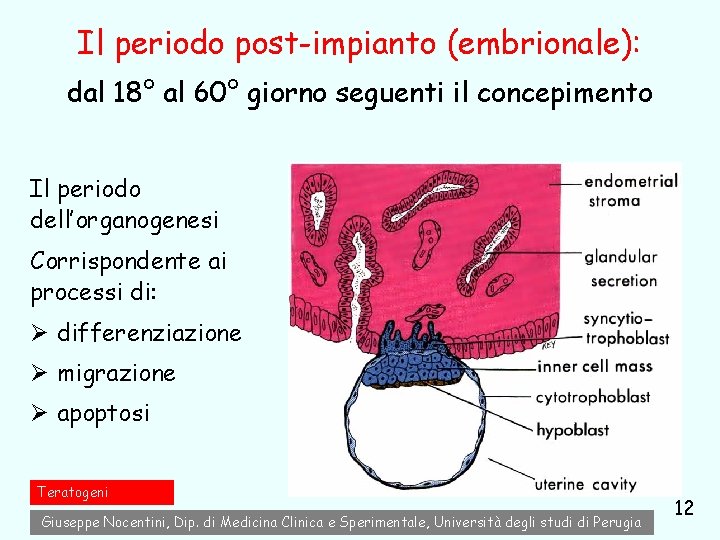 Il periodo post-impianto (embrionale): dal 18° al 60° giorno seguenti il concepimento Il periodo Il periodo post-impianto (embrionale): dal 18° al 60° giorno seguenti il concepimento Il periodo