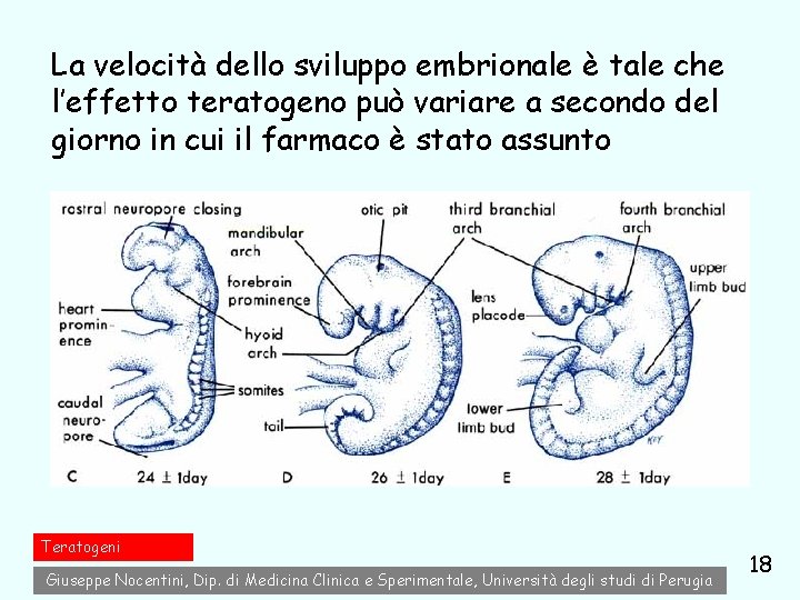 La velocità dello sviluppo embrionale è tale che l’effetto teratogeno può variare a secondo La velocità dello sviluppo embrionale è tale che l’effetto teratogeno può variare a secondo