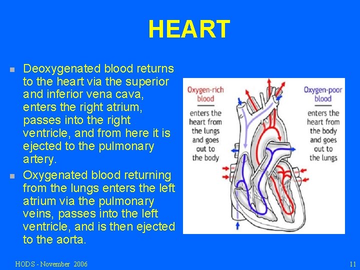 HEART n n Deoxygenated blood returns to the heart via the superior and inferior