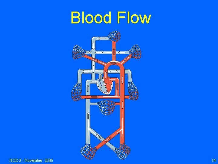 Blood Flow HODS - November 2006 14 