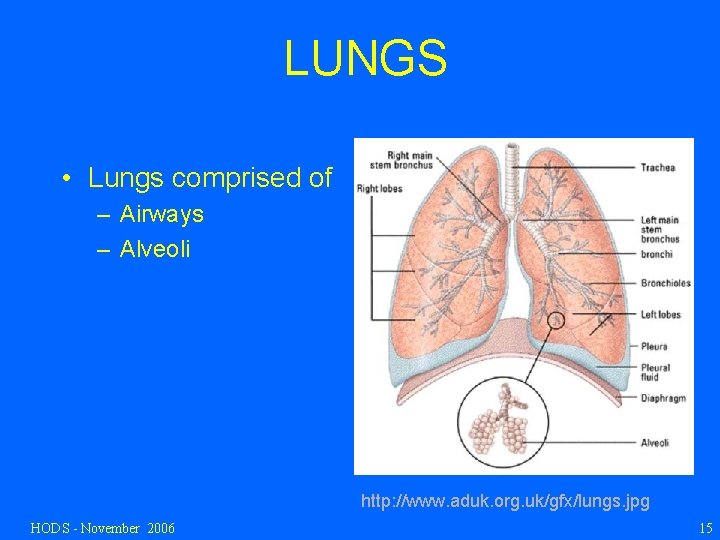 LUNGS • Lungs comprised of – Airways – Alveoli http: //www. aduk. org. uk/gfx/lungs.