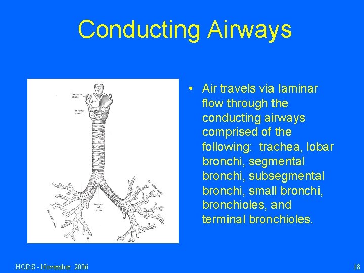 Conducting Airways • Air travels via laminar flow through the conducting airways comprised of