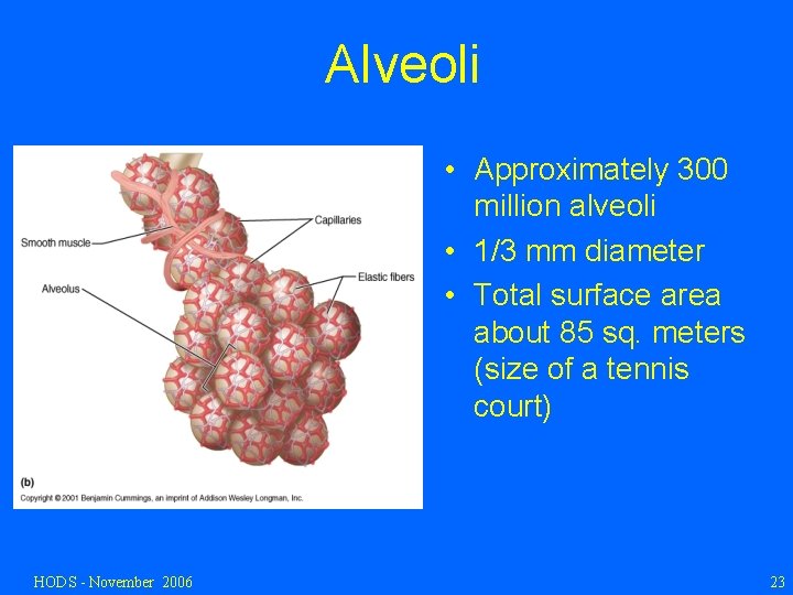 Alveoli • Approximately 300 million alveoli • 1/3 mm diameter • Total surface area