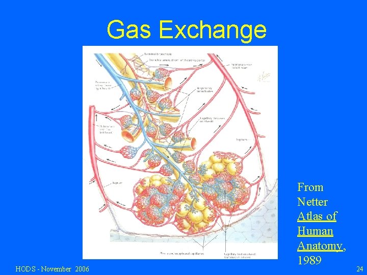 Gas Exchange HODS - November 2006 From Netter Atlas of Human Anatomy, 1989 24