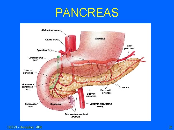 PANCREAS HODS - November 2006 26 