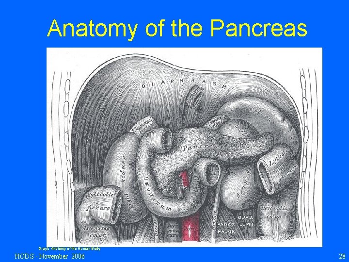 Anatomy of the Pancreas Gray’s Anatomy of the Human Body HODS - November 2006