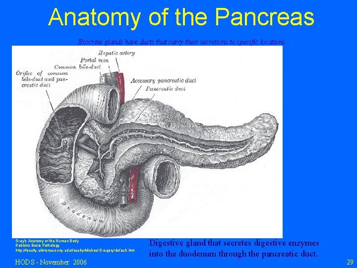 Anatomy of the Pancreas Exocrine glands have ducts that carry their secretions to specific
