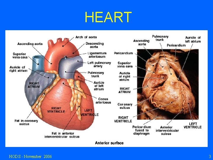 HEART HODS - November 2006 3 