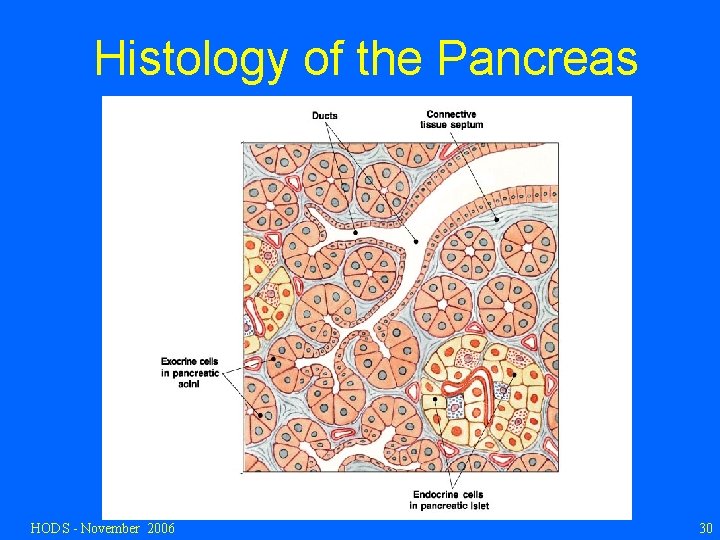 Histology of the Pancreas HODS - November 2006 30 