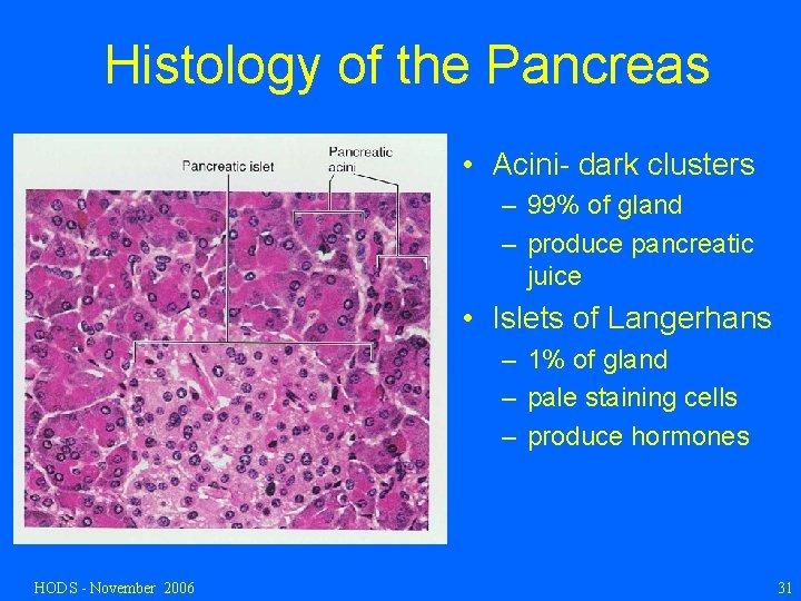 Histology of the Pancreas • Acini- dark clusters – 99% of gland – produce