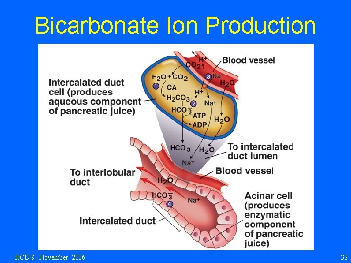 Bicarbonate Ion Production HODS - November 2006 32 