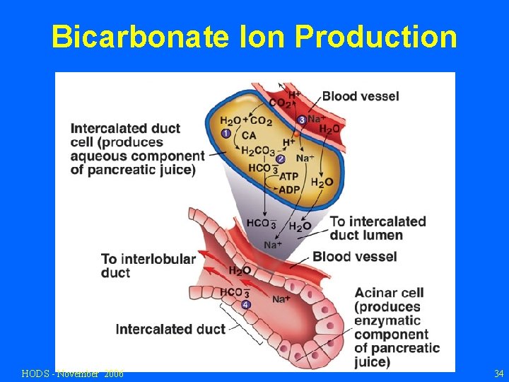 Bicarbonate Ion Production HODS - November 2006 34 