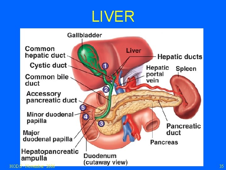 LIVER HODS - November 2006 35 