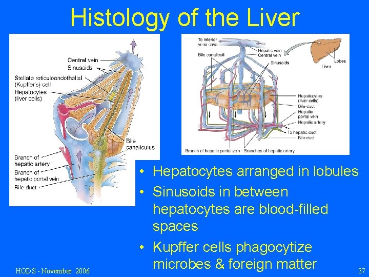 Histology of the Liver HODS - November 2006 • Hepatocytes arranged in lobules •