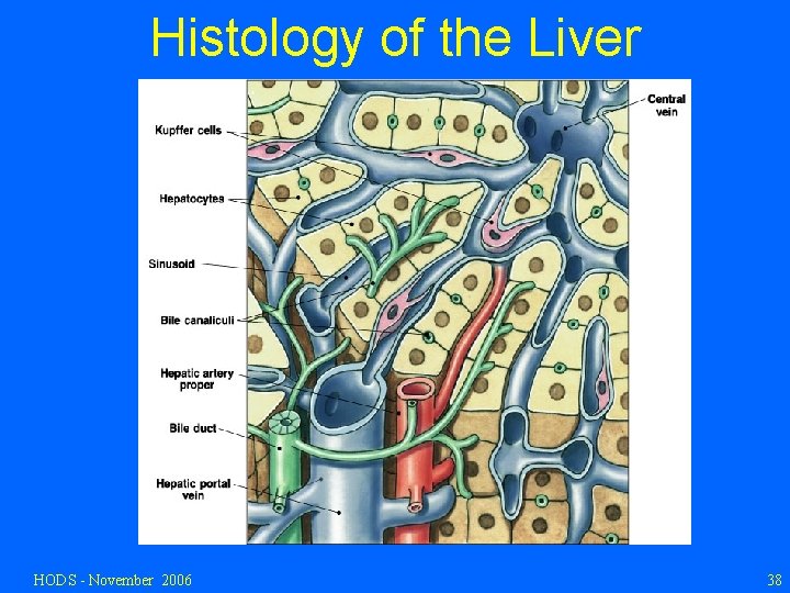 Histology of the Liver HODS - November 2006 38 