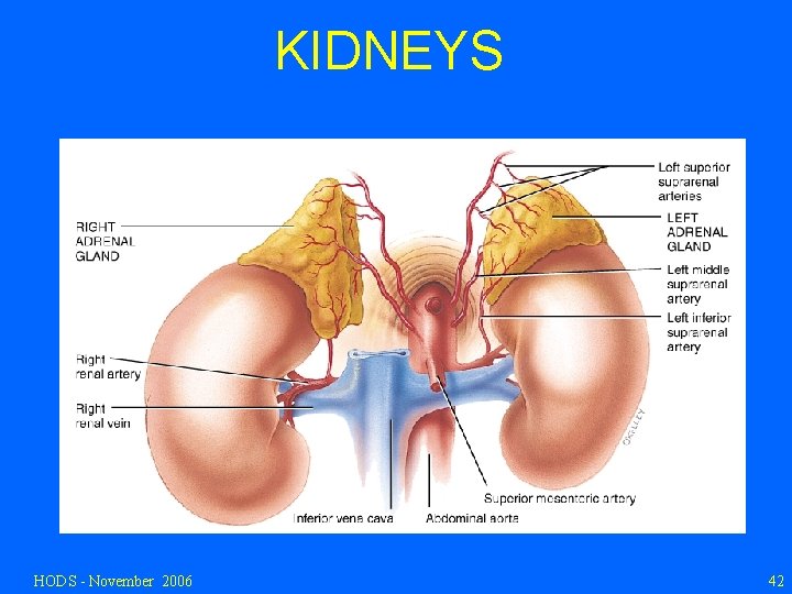 KIDNEYS HODS - November 2006 42 