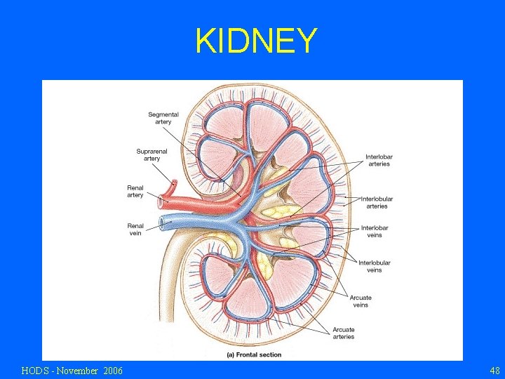 KIDNEY HODS - November 2006 48 