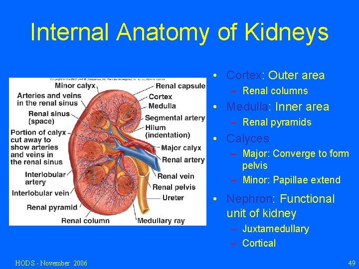Internal Anatomy of Kidneys • Cortex: Outer area – Renal columns • Medulla: Inner
