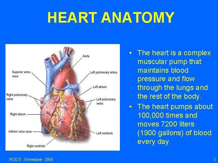 HEART ANATOMY • The heart is a complex muscular pump that maintains blood pressure