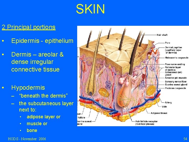 SKIN 2 Principal portions • Epidermis - epithelium • Dermis – areolar & dense