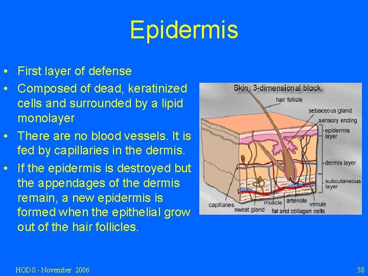 Epidermis • First layer of defense • Composed of dead, keratinized cells and surrounded