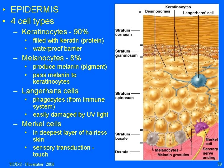  • EPIDERMIS • 4 cell types – Keratinocytes - 90% • filled with