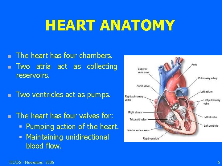 HEART ANATOMY n The heart has four chambers. Two atria act as collecting reservoirs.