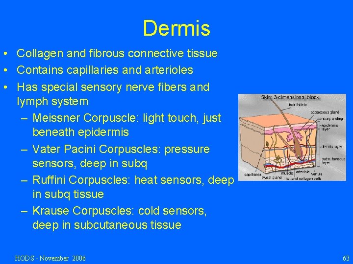 Dermis • Collagen and fibrous connective tissue • Contains capillaries and arterioles • Has