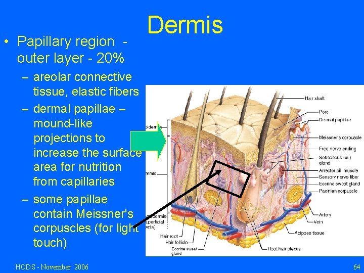  • Papillary region outer layer - 20% Dermis – areolar connective tissue, elastic