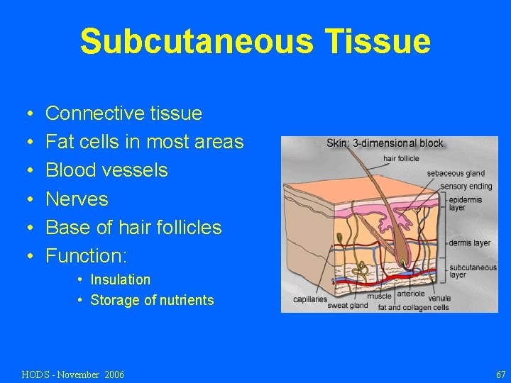 Subcutaneous Tissue • • • Connective tissue Fat cells in most areas Blood vessels