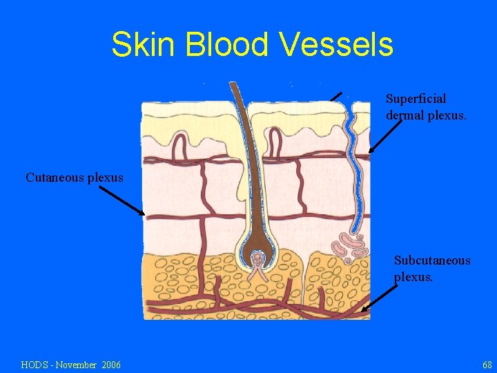 Skin Blood Vessels Superficial dermal plexus. Cutaneous plexus Subcutaneous plexus. HODS - November 2006