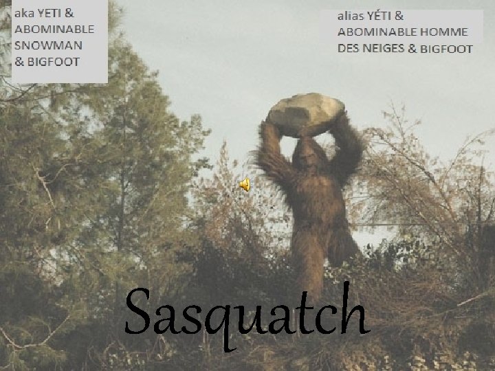 Sasquatch 