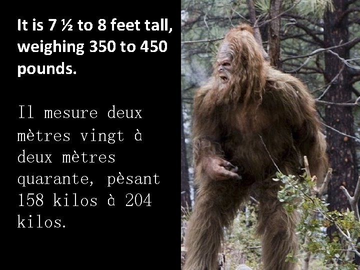 It is 7 ½ to 8 feet tall, weighing 350 to 450 pounds. Il