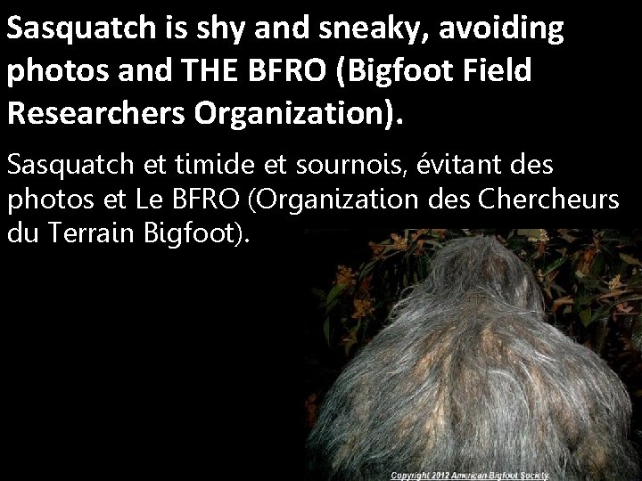 Sasquatch is shy and sneaky, avoiding photos and THE BFRO (Bigfoot Field Researchers Organization).