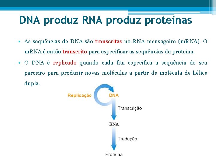 FUNES DO DNA E RNA FUNES DOS NUCLETIDOS