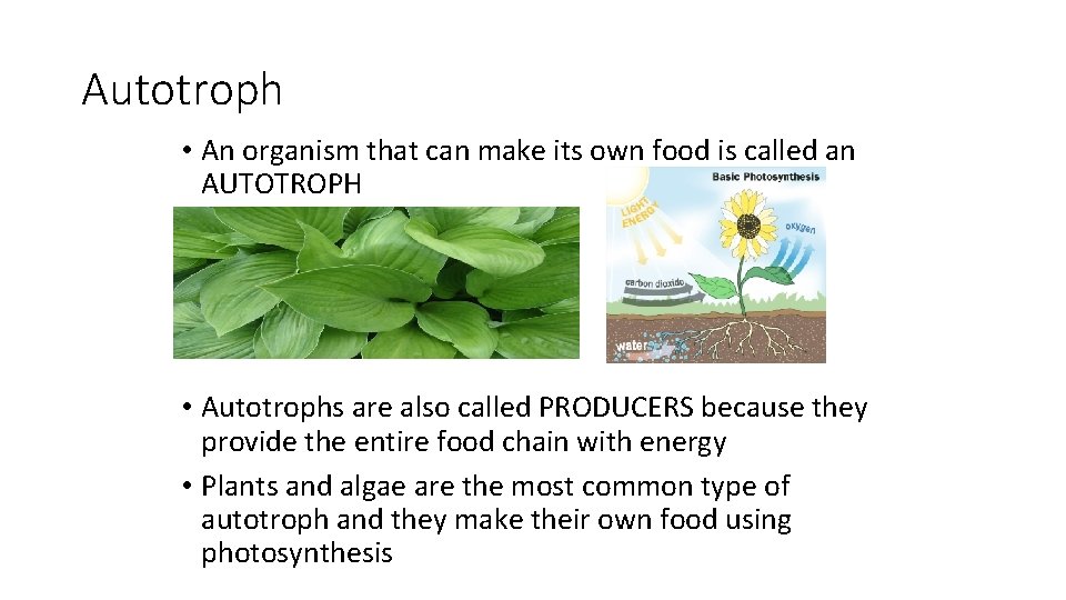 Autotroph • An organism that can make its own food is called an AUTOTROPH