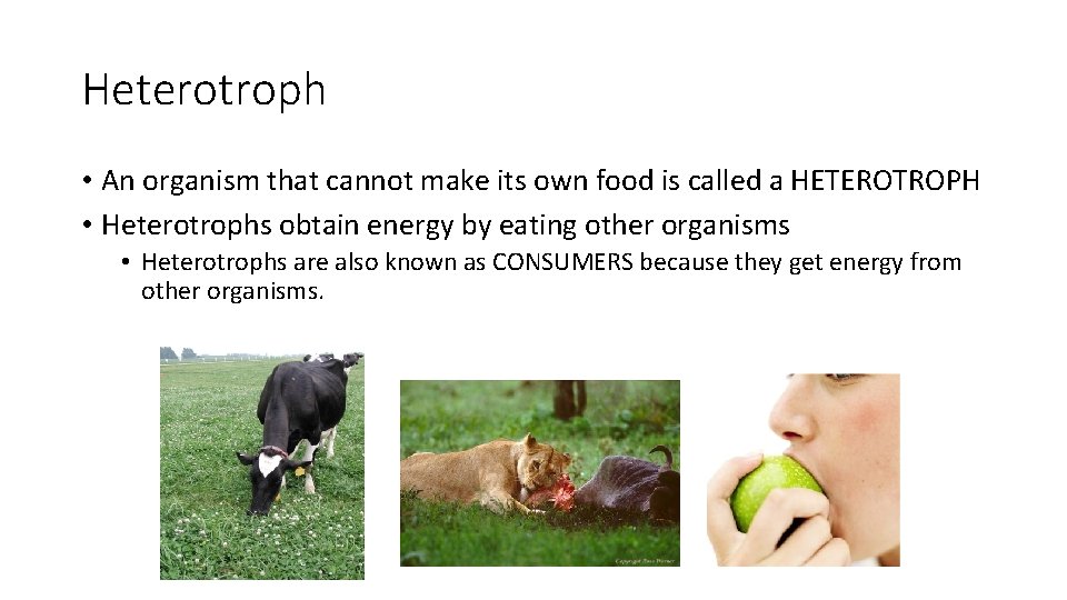 Heterotroph • An organism that cannot make its own food is called a HETEROTROPH