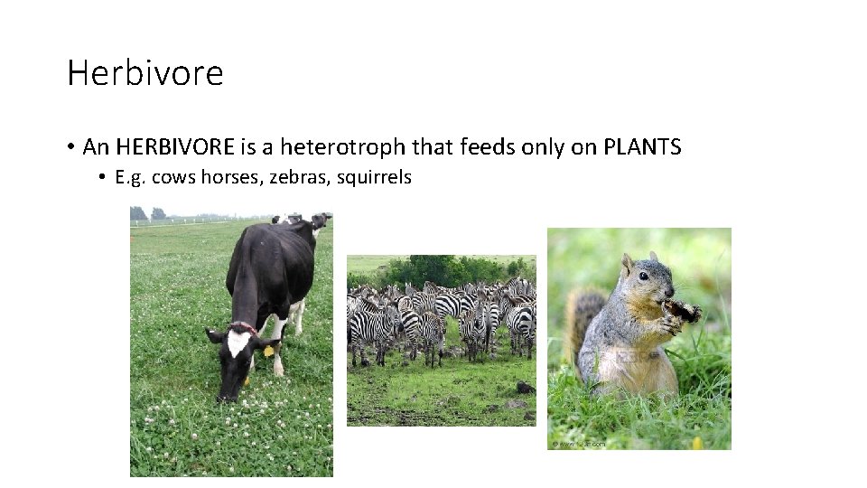 Herbivore • An HERBIVORE is a heterotroph that feeds only on PLANTS • E.