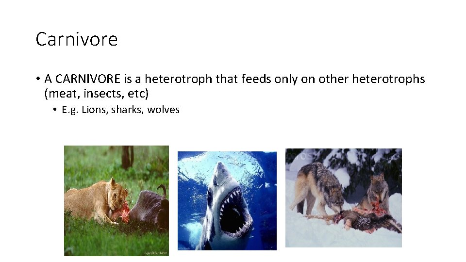 Carnivore • A CARNIVORE is a heterotroph that feeds only on other heterotrophs (meat,