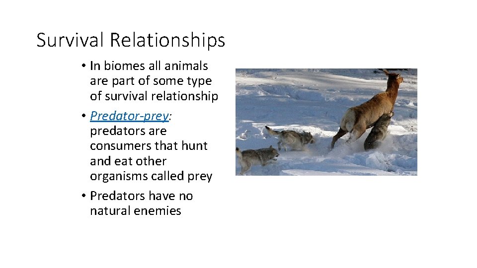 Survival Relationships • In biomes all animals are part of some type of survival