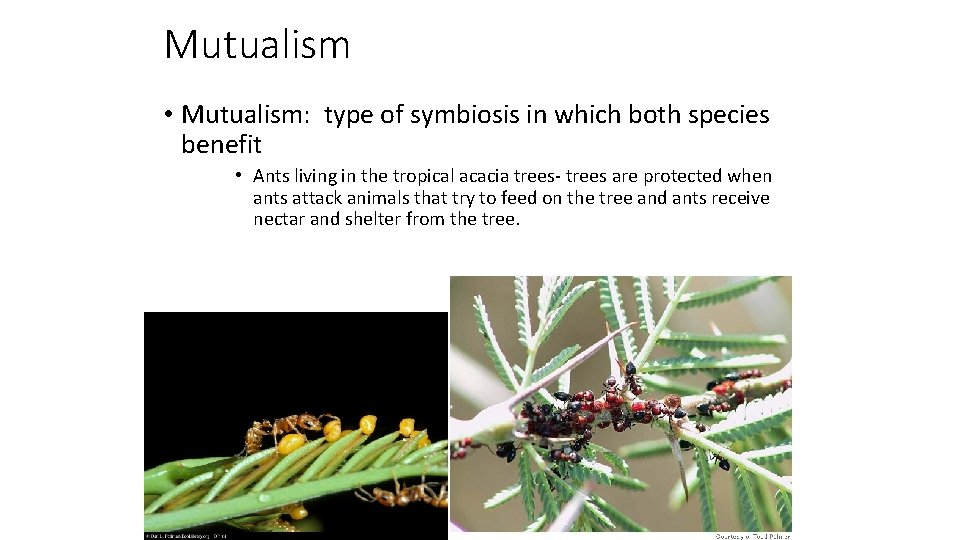 Mutualism • Mutualism: type of symbiosis in which both species benefit • Ants living