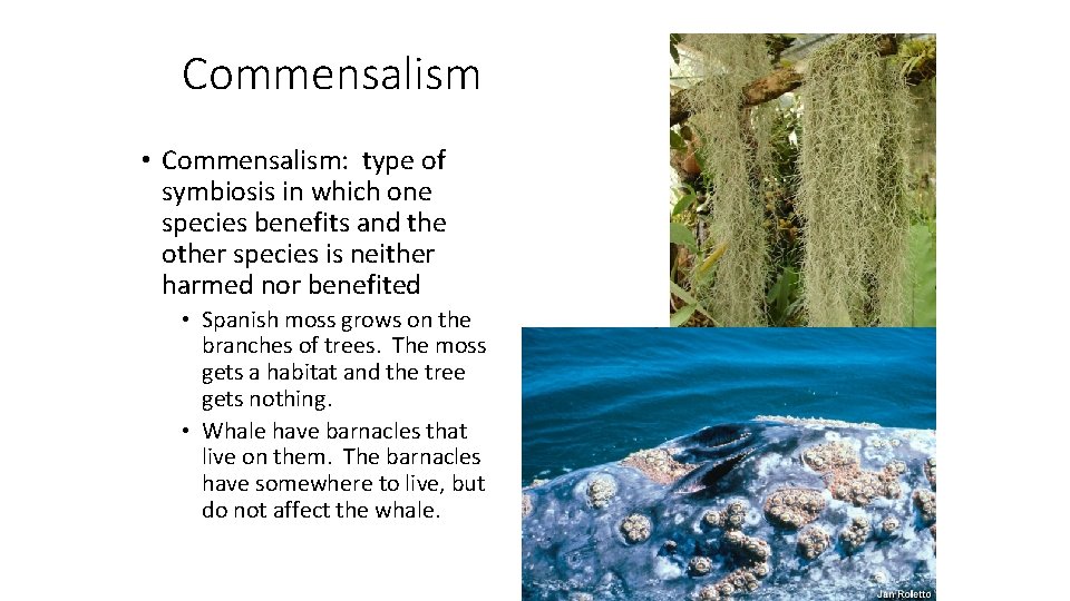 Commensalism • Commensalism: type of symbiosis in which one species benefits and the other