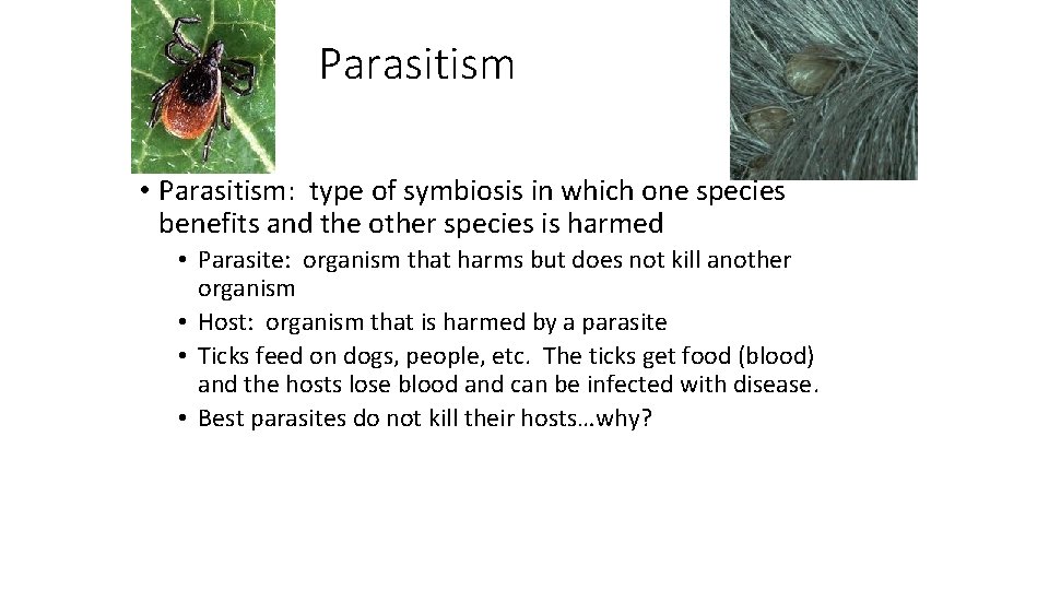 Parasitism • Parasitism: type of symbiosis in which one species benefits and the other