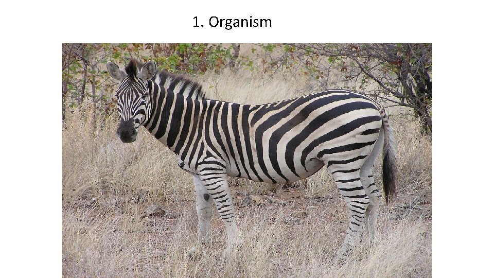 1. Organism 