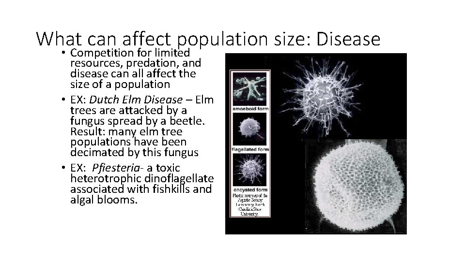 What can affect population size: Disease • Competition for limited resources, predation, and disease