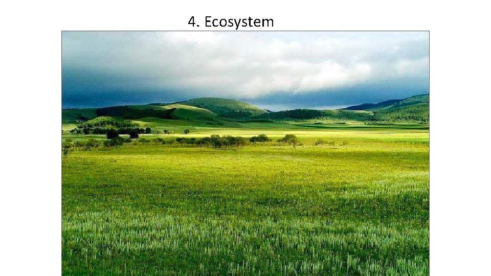 4. Ecosystem 