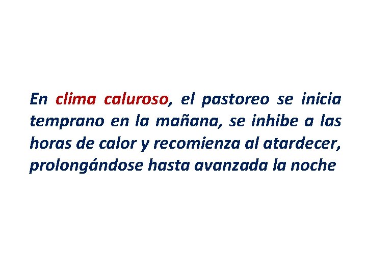 En clima caluroso, el pastoreo se inicia temprano en la mañana, se inhibe a