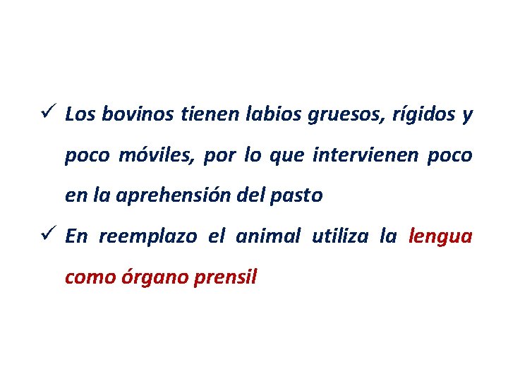 ü Los bovinos tienen labios gruesos, rígidos y poco móviles, por lo que intervienen