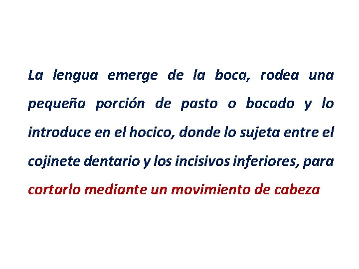 La lengua emerge de la boca, rodea una pequeña porción de pasto o bocado