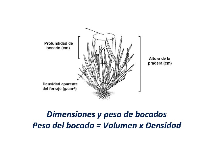 Dimensiones y peso de bocados Peso del bocado = Volumen x Densidad 